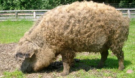 20080204mangalica1.jpg