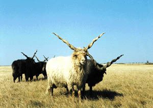 racka_jpg.jpg